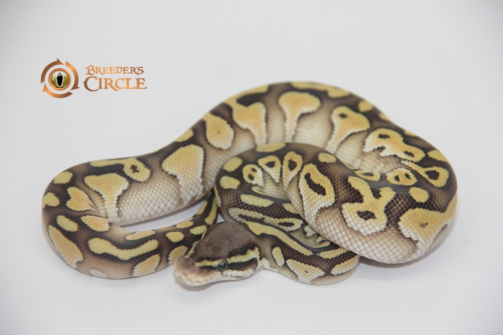 Pastel Lesser Ball Python by Breeder's Circle - MorphMarket