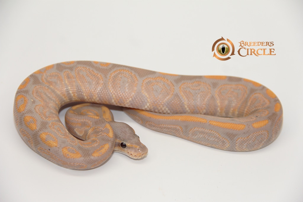 Black Pastel Banana Ball Python by Breeder's Circle MorphMarket