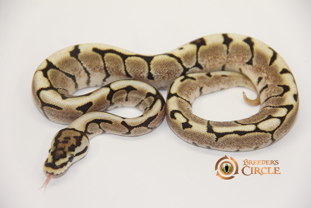 Fire Bee Ball Python by Breeder's Circle - MorphMarket