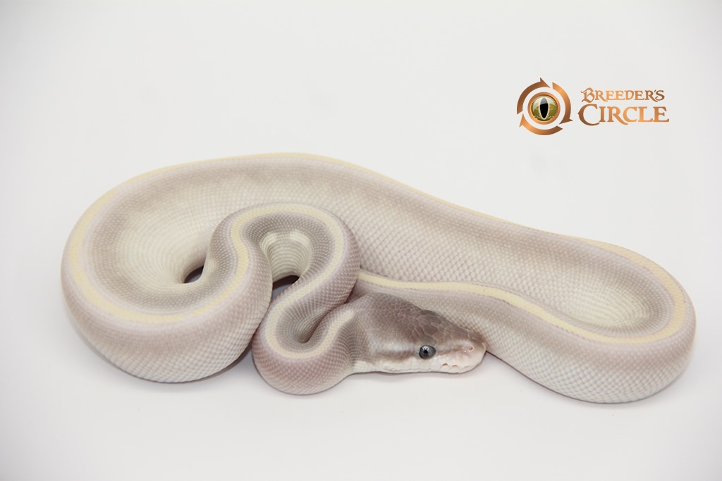 Purple Passion Ball Python by Breeder's Circle - MorphMarket