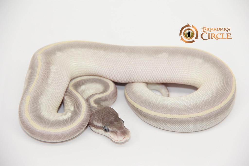 Purple Passion Ball Python by Breeder's Circle - MorphMarket