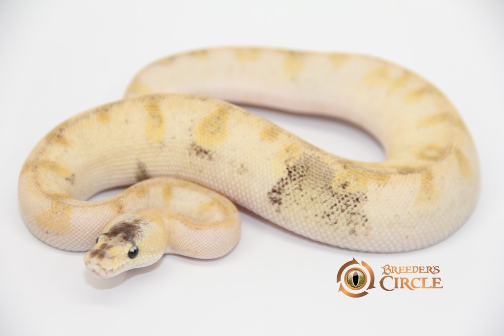 Pastel Champagne Poss Yellowbelly Ball Python by Breeder's Circle ...