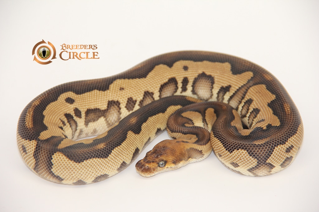 Leopard Phantom Clown Ball Python by Breeder's Circle - MorphMarket