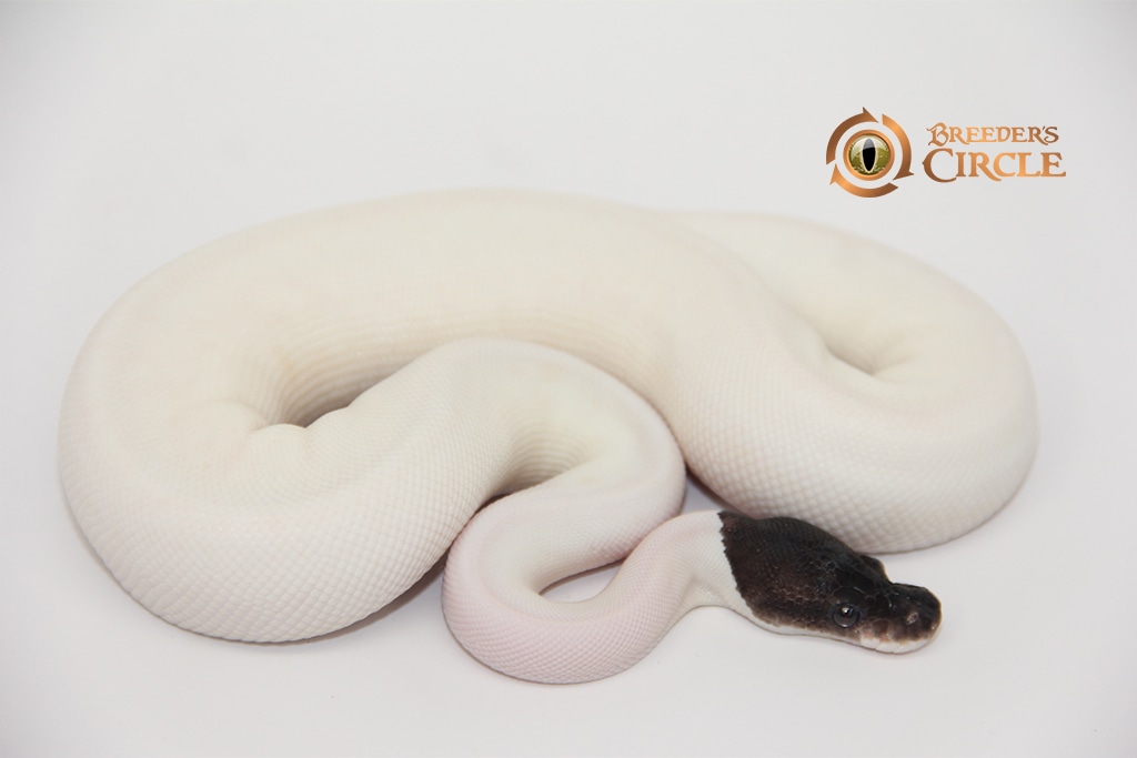 Panda Pied Ball Python by Breeder's Circle - MorphMarket