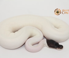Panda Pied Ball Pythons for Sale - MorphMarket US & Canada