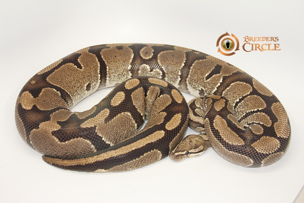 Fire Ball Python by Breeder's Circle - MorphMarket
