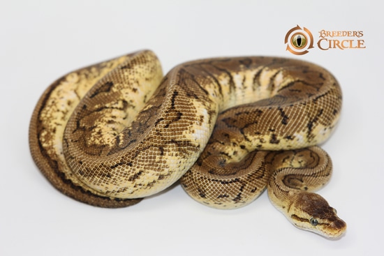 Calico Lemon Blast Ball Python by Breeder's Circle