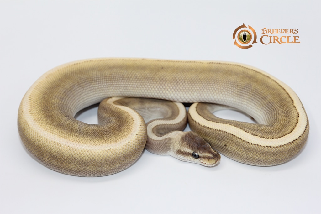 Ghi Cinnamon Lesser Pinstripe 100% Het Ultramel Ball Python by Breeder ...