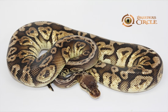 Pastel Sacred Hidden Gene Woma Granite Ball Python by Breeder's Circle