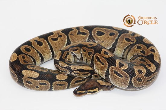 Sacred Ball Python by Breeder's Circle