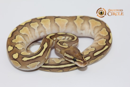 Lesser Fire Ball Python by Breeder's Circle