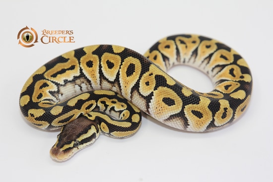 Pastel Mocha Ball Python by Breeder's Circle