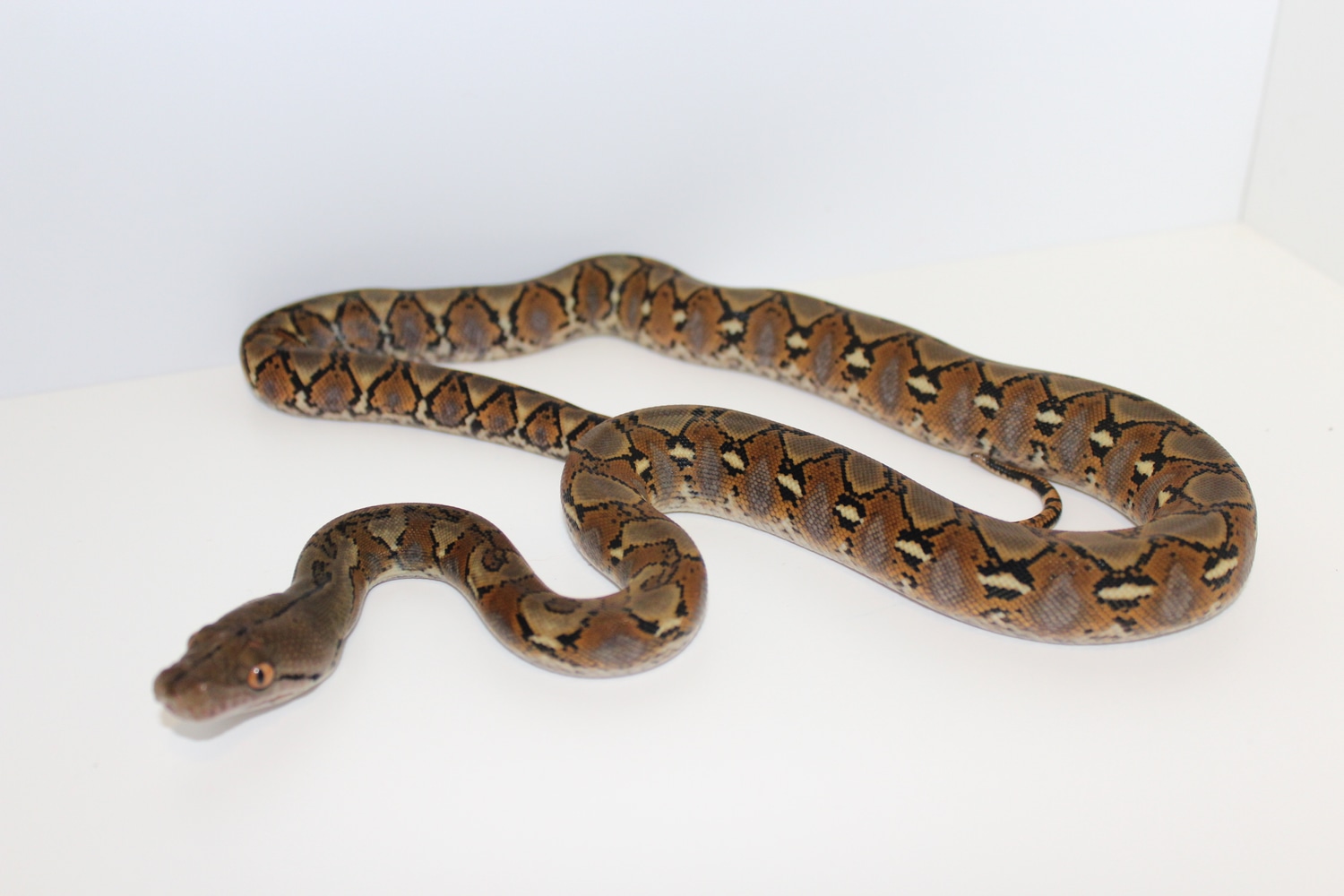 Platinum 25% Super Dwarf Reticulated Python by The Reptile Encounter ...