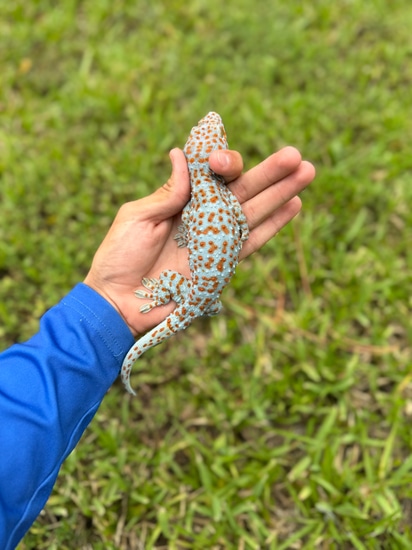 Florida Bold Tokay Gecko by Bayside Reptiles