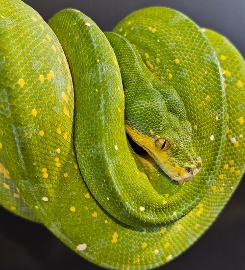 2018 Ready To Breed Female Green Tree Python by Boids By Brennan ...