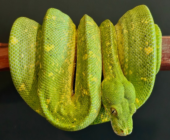 2019 Designer Male Green Tree Python by Boids By Brennan - Cornerstone ...