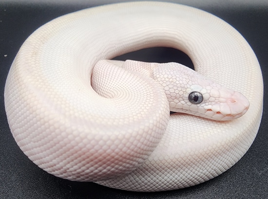 Bamboo Lesser Bel Ball Python by Exquisite Balls and Exotic pets