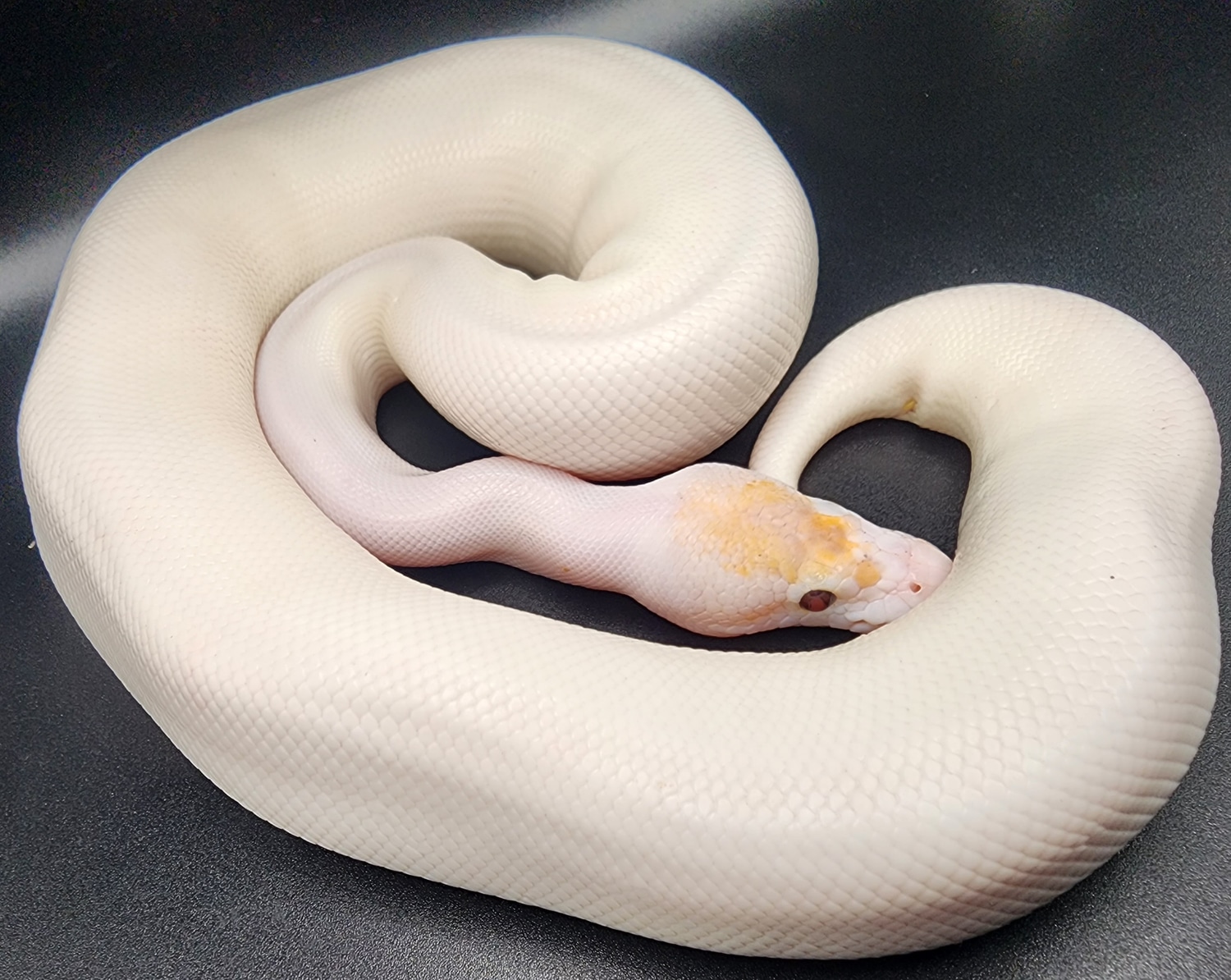 Banana Russo Pied/pinto Banana Pied Ball Python by Exquisite Balls and Exotic pets MorphMarket
