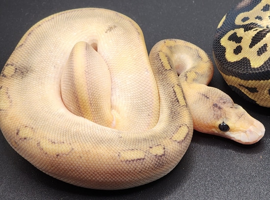 Pastel Fire Champagne Leopard Ball Python by Exquisite Balls and Exotic ...