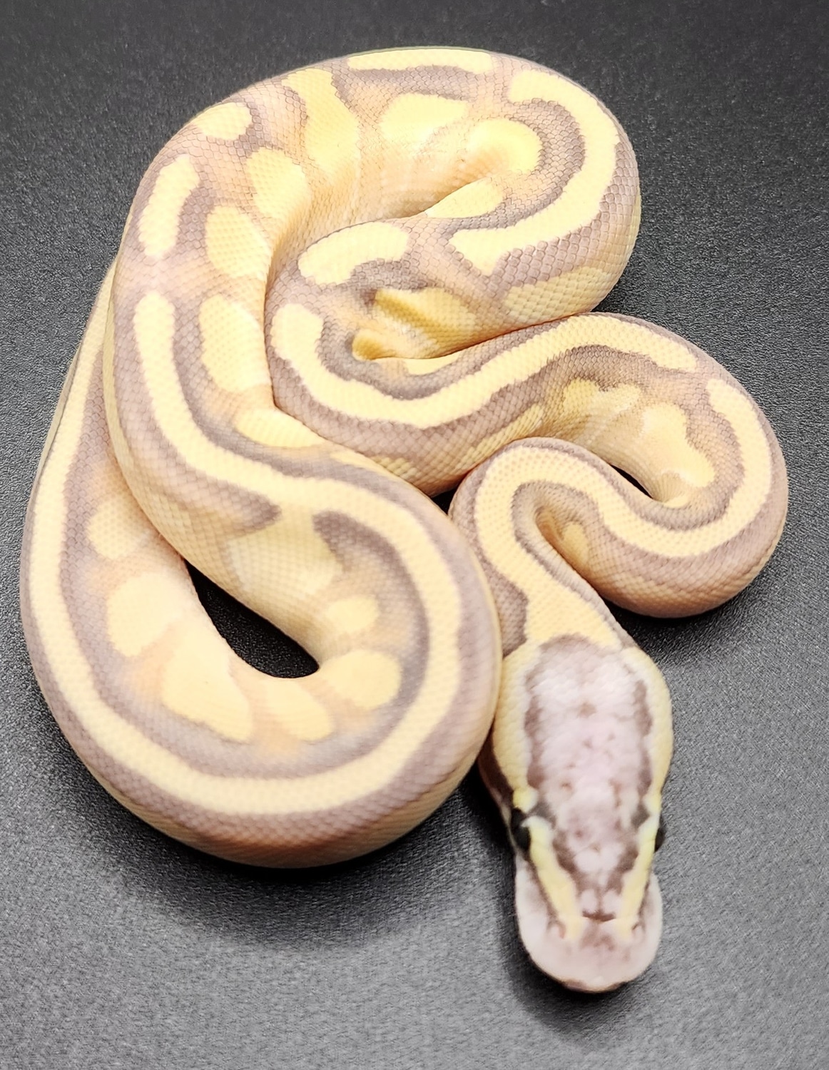 Pastel Lesser Enchi Hypo Ball Python by Exquisite Balls and Exotic pets