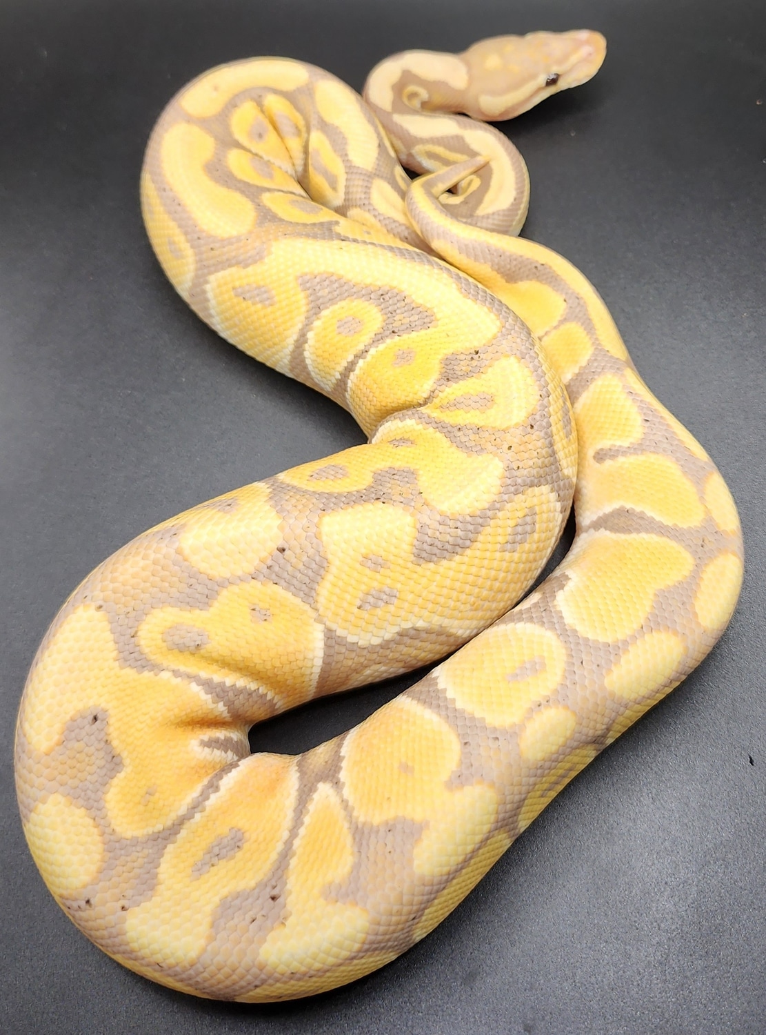 Orange Dream Banana 66 Het Clown Ball Python by Exquisite Balls and