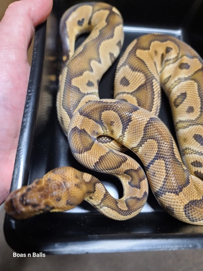 Lt. Dan Ball Python by Boas N Balls