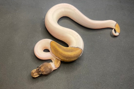 Mystic Pied Ball Python by Reptiles By Design