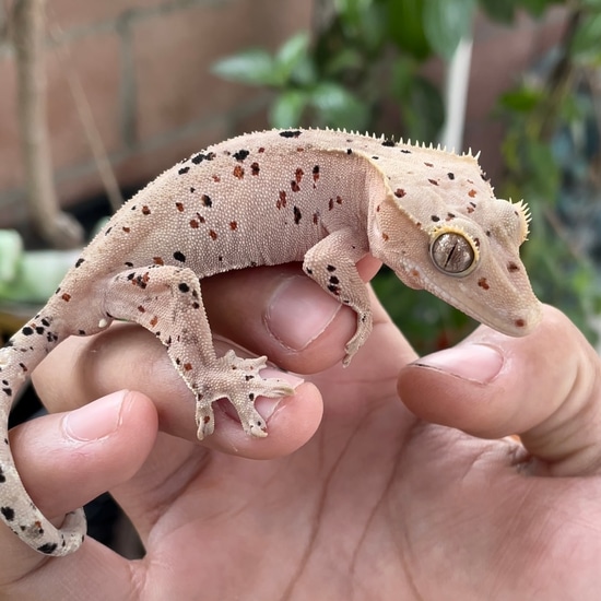 Confetti Super Dalmatian Crested Gecko by Winslow’s Cresties