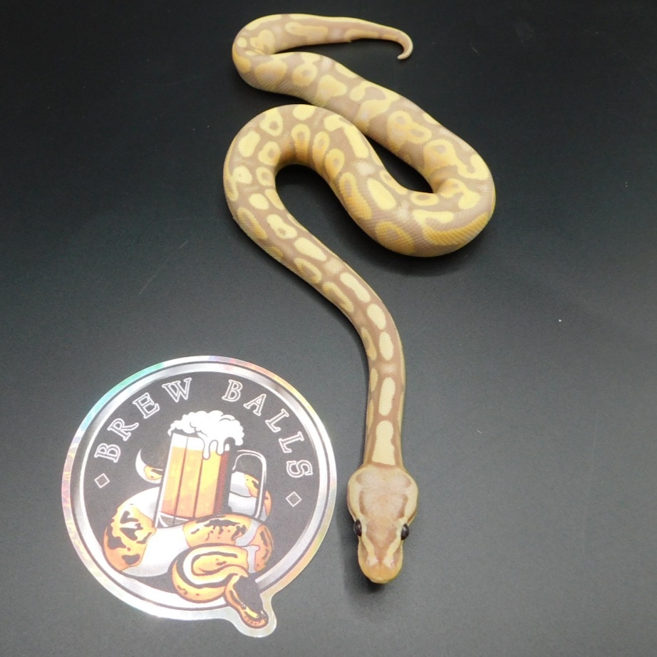 Pastel Banana Yellow Belly / Asphalt Ball Python by BrewBalls MorphMarket