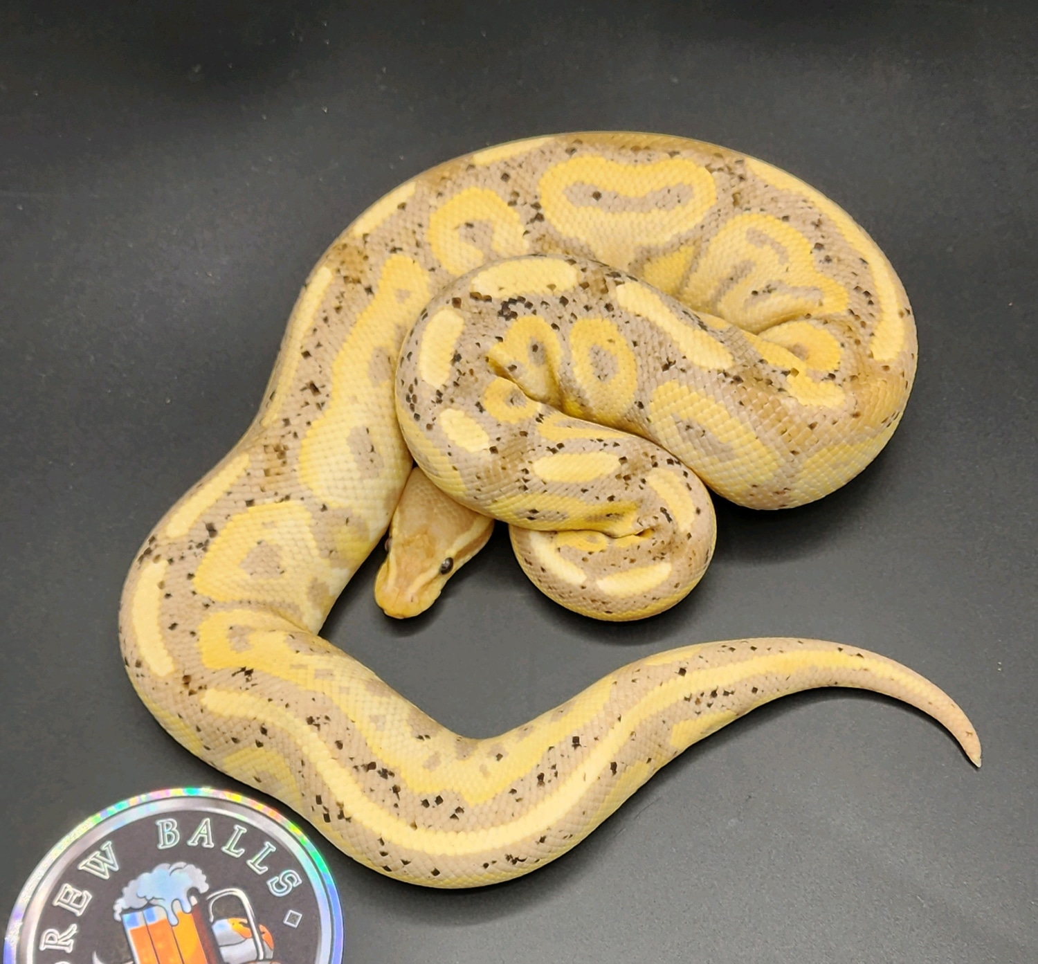 Cinnamon Yellowbelly Banana Het Pied Ball Python by BrewBalls - MorphMarket