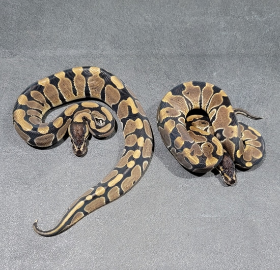 Krg Ball Python Pair KRG 100% Het Desert Ghost Ball Python by BrewBalls
