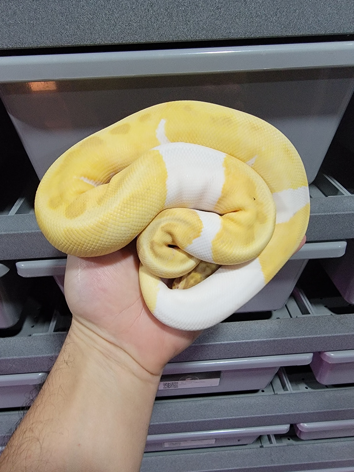 Banana Enchi Piebald Ball Python by BrewBalls MorphMarket