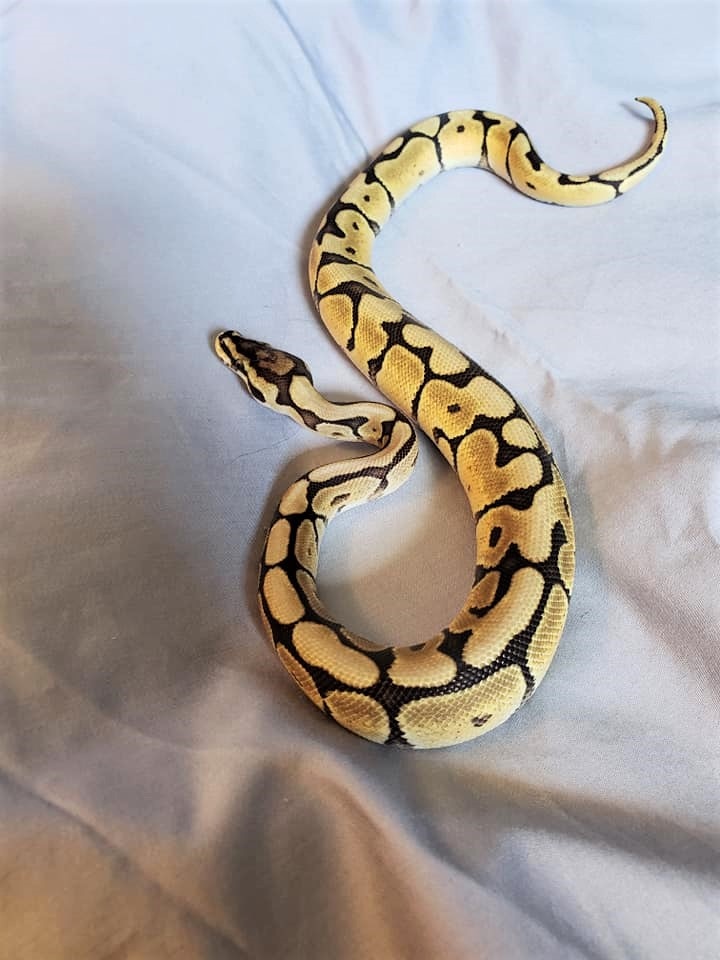 Mojave Spider Ball Python by B&B Reptiles - MorphMarket