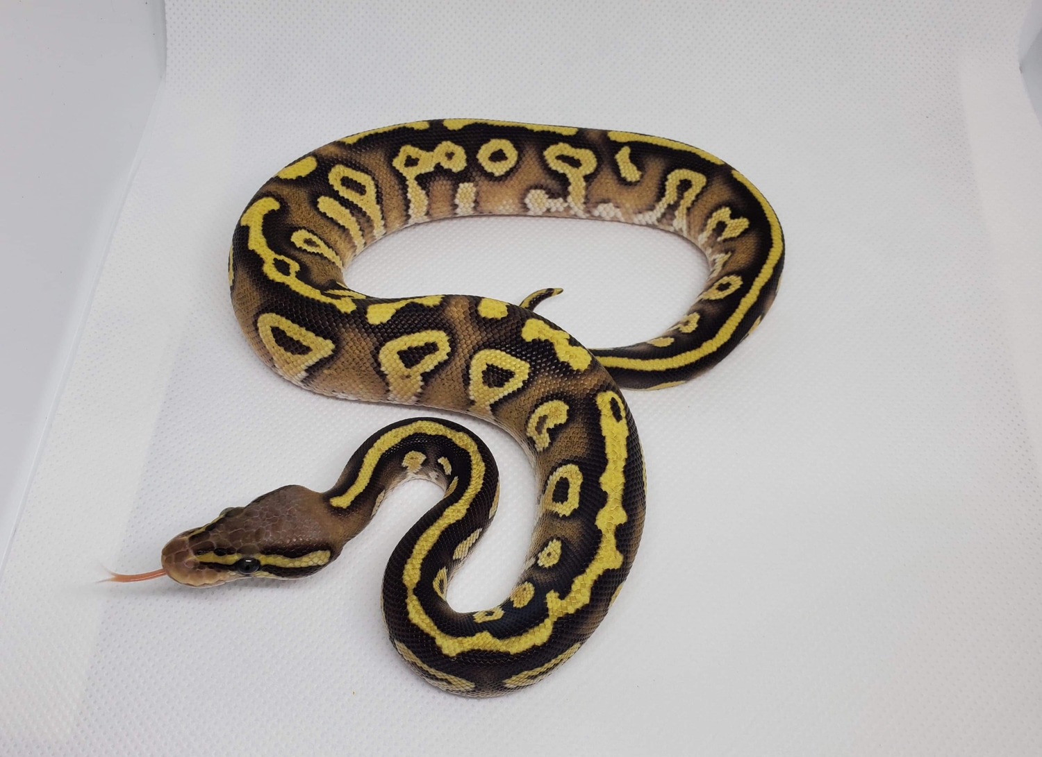 Pastel Mojave Gravel Or Yellow Belly 50%Het Ghost Ball Python by B&B ...