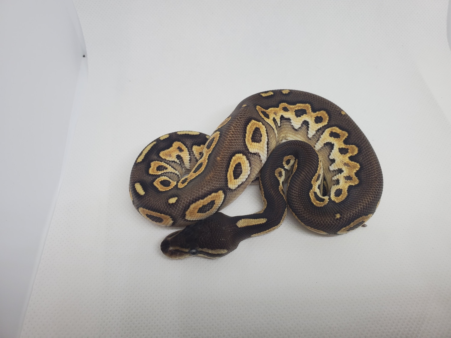 Pastel Mojave Cinnamon Ball Python by B&B Reptiles - MorphMarket