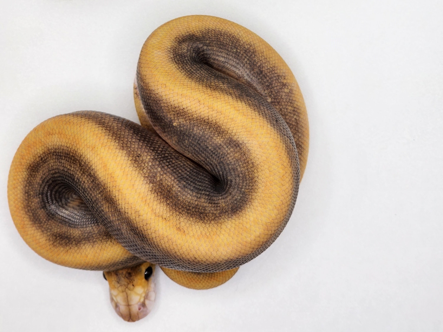 Champagne Lace Pinstripe Ball Python by Stoked Ball Pythons - MorphMarket