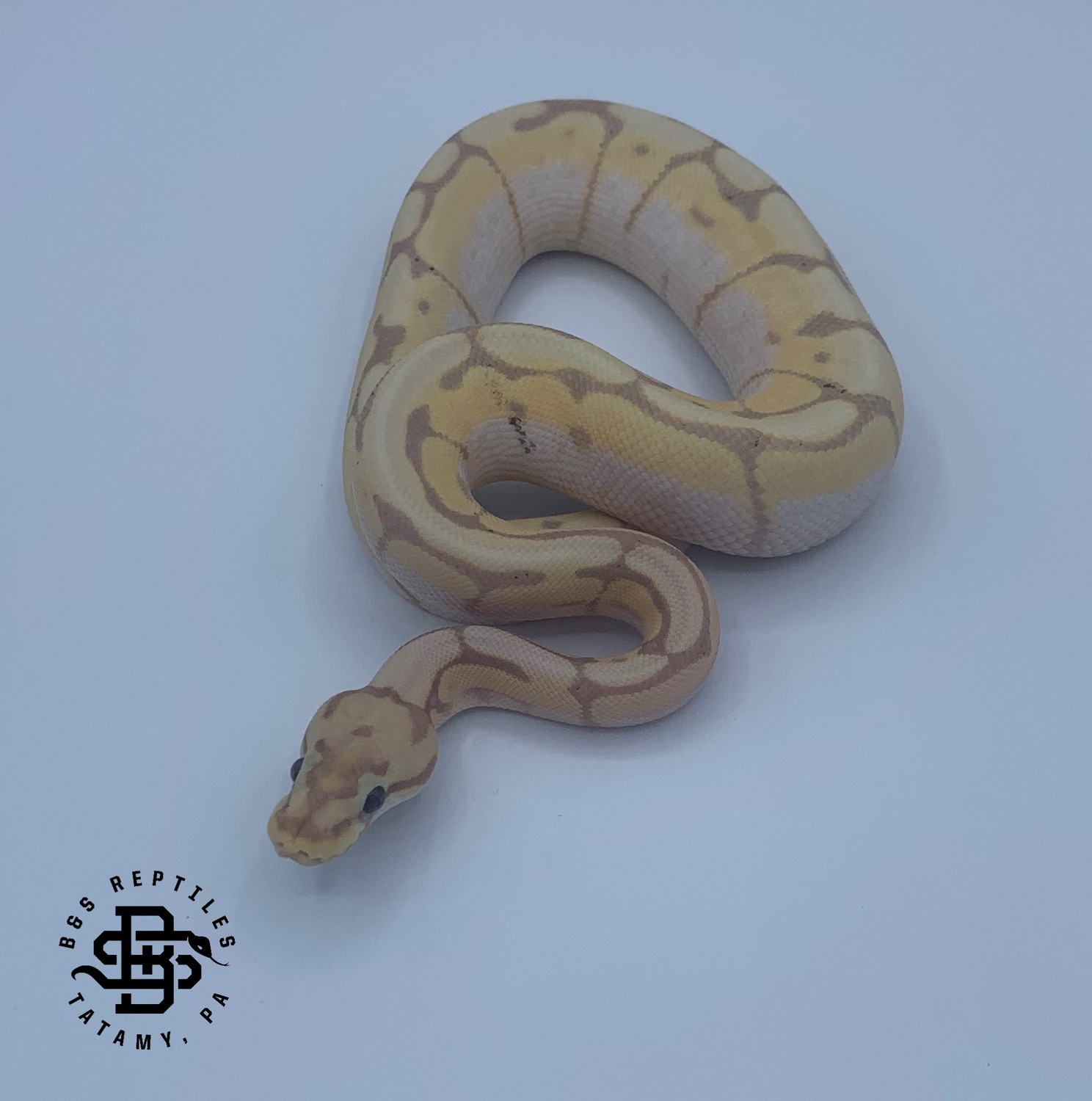 1.0 Banana Bumblebee Ball Python by Brian & Sons Reptiles MorphMarket