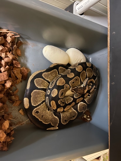 Normal Ball Python by Jefferson state BallPython