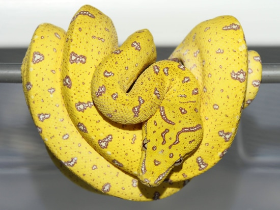 Designer X Oksibil Locality Green Tree Python by Front Range Arboreals