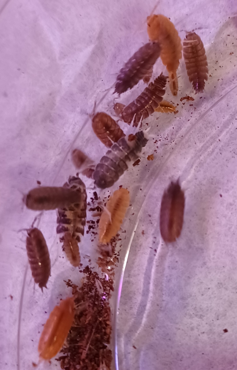 Powder Party Mix! Porcellionides Pruinosus Isopod by Colubrids Etc