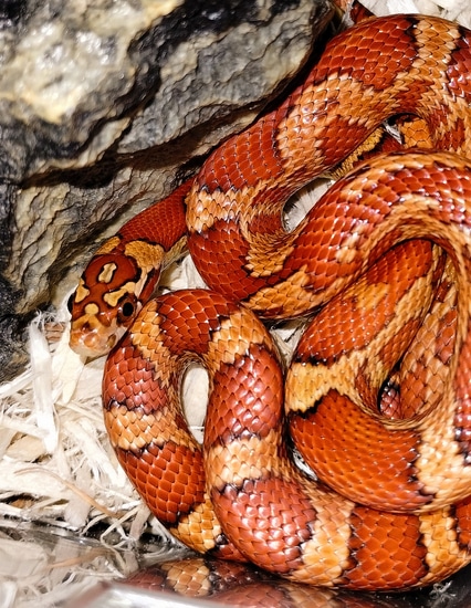 22' Holdback Hybrid. 75% Corn 25% Nelson's Milk Snake. Aberrant Okeetee ...