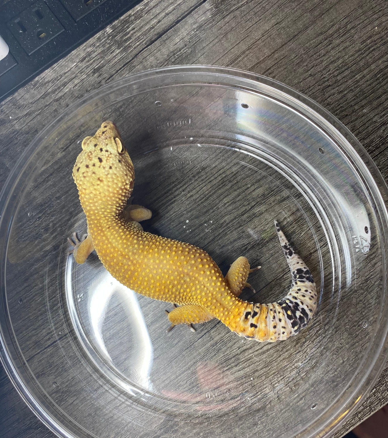 Super Hypo Tangerine Leopard Gecko by Bri’s Beardies, LLC MorphMarket