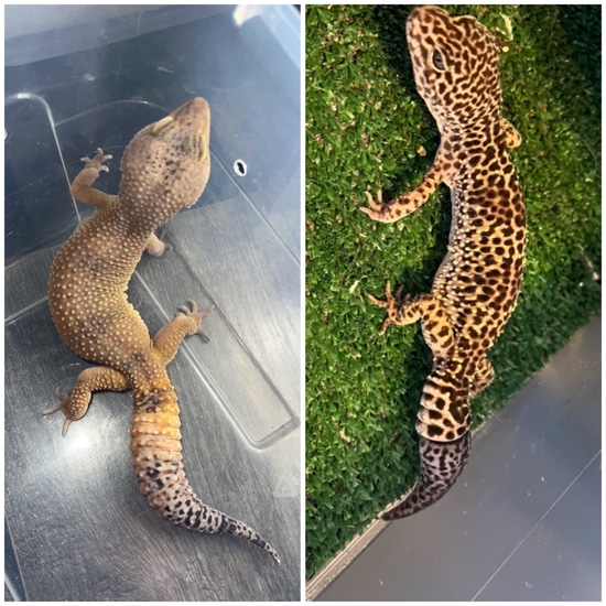 Breeding Pair Leopard Geckos by Bri’s Beardies, LLC