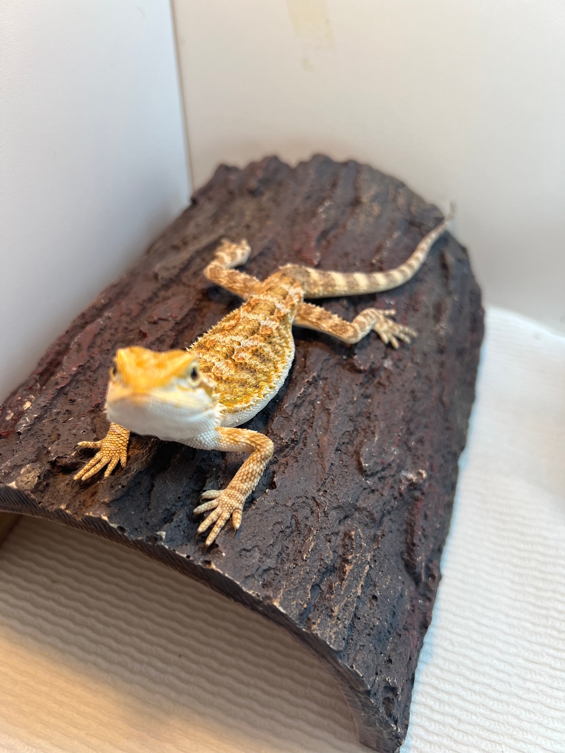 Juvenile Female *PET ONLY* Central Bearded Dragon by Bri’s Beardies