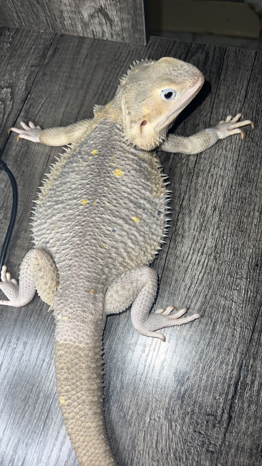 Hypo Trans Zero Adult Female SHIPPING INCLUDED Central Bearded Dragon
