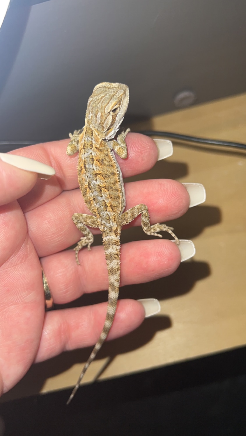 Orange Baby Bearded Dragon Central Bearded Dragon by Bri’s Beardies