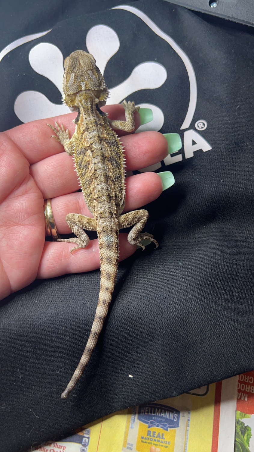 Baby Male Bearded Dragon Central Bearded Dragon by Bri’s Beardies, LLC