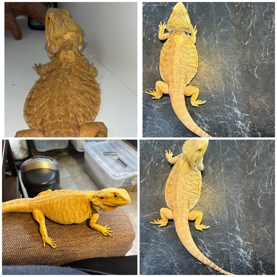 Citrus Leatherback Adult Female PET ONLY Central Bearded Dragon by Bri