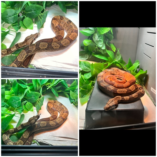 *rescue* Juvenile Boa Boa Constrictor by Bri’s Beardies, LLC