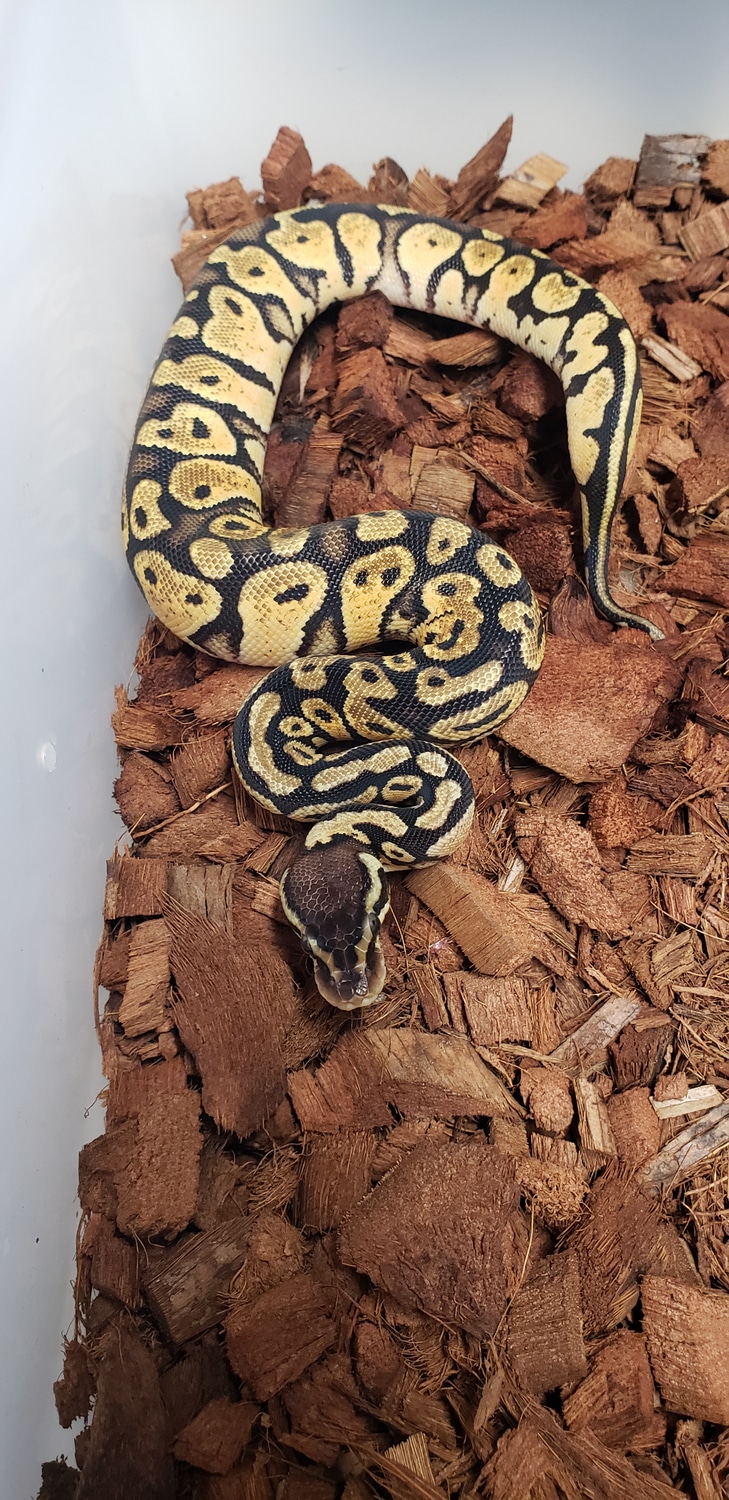 Pastel 100 Het Pied 66 Het Lavender Ball Python by BrianPrize